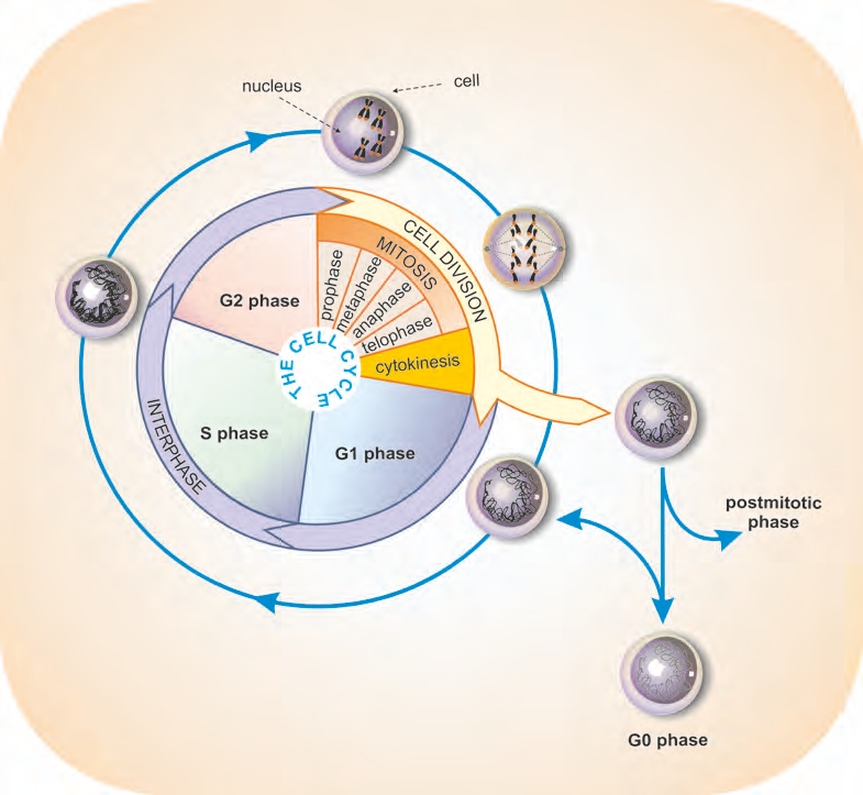 chapter-three-speed-of-tumor-cells-and-society (1)