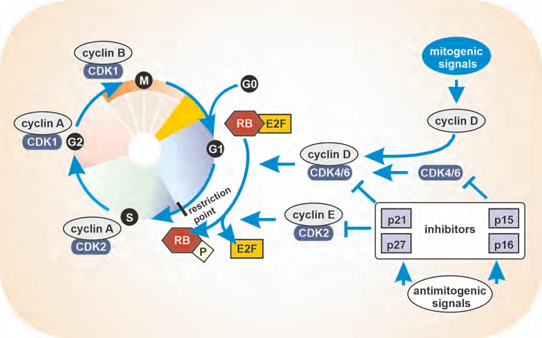 chapter-three-speed-of-tumor-cells-and-society (2)